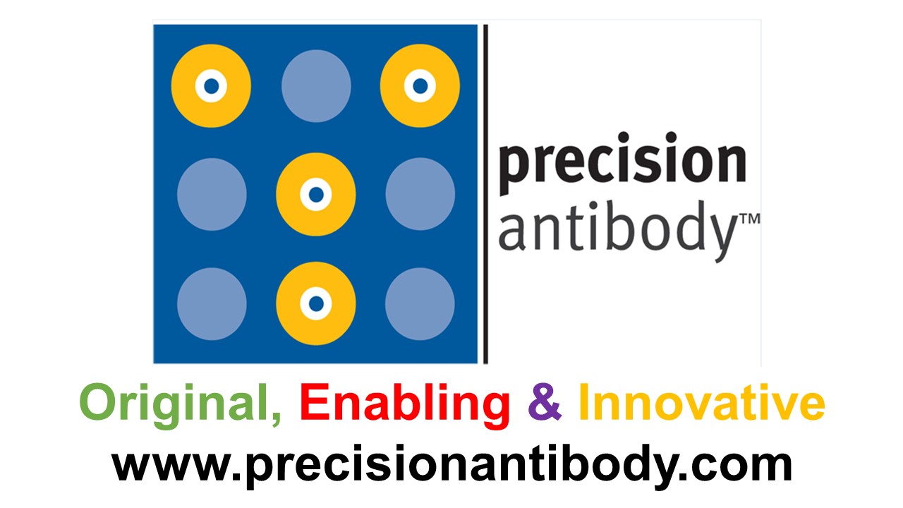 Precision Antibody